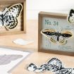 Picture of Etched Butterflies